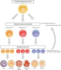 Stem Cells A Primer Alex At Silene Medium