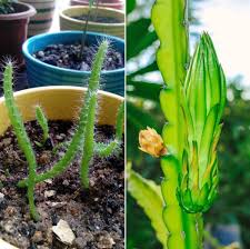 Growing dragon fruit is fairly easy, both outdoors or in the pot. Dragon Fruit Seed Germination Time Period Process Gardening Tips