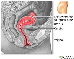 Structures of the female reproductive system include: Side Sectional View Of Female Reproductive System Medlineplus Medical Encyclopedia Image