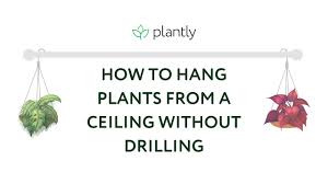 how to hang plants from a ceiling