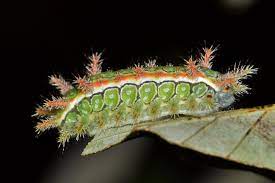 Are Caterpillars Poisonous Are They