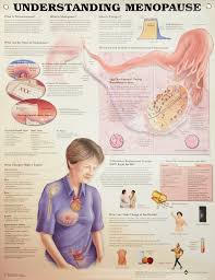 Buy Understanding Menopause Anatomical Chart Book Online At