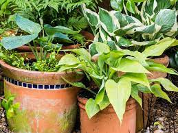 34 Shade Loving Container Plants