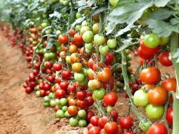 Image result for best harvest tomato