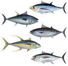 Tuna swim incredible distances as they migrate. Tuna Wikipedia