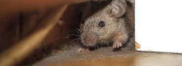 how to control rodents in your garden