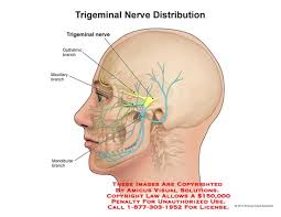 12129_02x Trigeminal Nerve Distribution Anatomy Exhibits