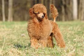 how long do toy poodles live tips