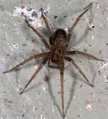8 house spiders commonly found in