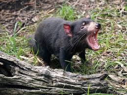 The tasmanian devil, commonly referred to as taz, is an animated cartoon character featured in the warner bros looney tunes and merrie melodies series of cartoons. Yet Another Disease Is Attacking Tasmanian Devils Scientific American Blog Network
