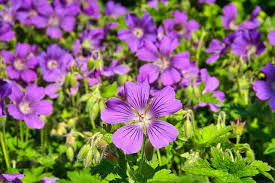 20 Most Attractive Coastal Flowers