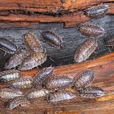 how to get rid of roly poly bugs