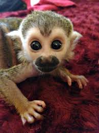 baby squirrel monkey