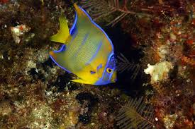 Which Marine Angelfish Are Best For Your Aquarium