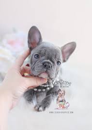 We have a lot of information about teacup french bulldog puppies, french bullies care and information regarding our puppies for sale. Lilac French Bulldog Puppies Teacup Puppies Boutique