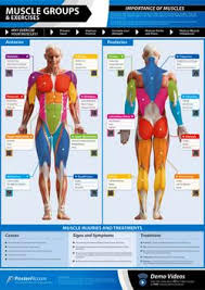 Pictures Free Printable Muscle Anatomy Charts Human