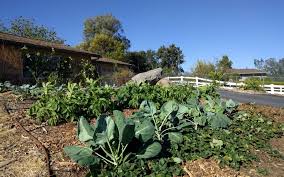 vegetable garden in southern california