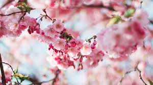 nx72 spring cherry blossom tree flower