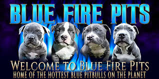 < image 1 of 4 >. American Bullies For Sale Blue Nose Pitbull For Sale Gottiline Pitbull Puppies For Sale