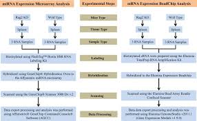 Microarray Profiling Of Mirna And Mrna Expression In Rag2