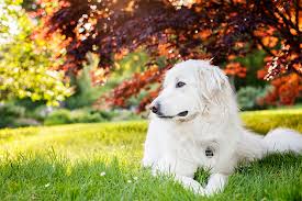 Great Pyrenees Dog Breed Information Pictures