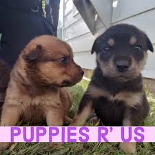 Puppies r us is located in elfers city of florida state. Puppies R Us Home Facebook