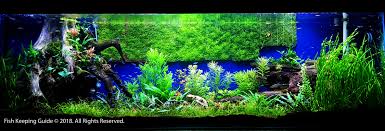9 Low Light Aquarium Plants For Beginners Benefits Of