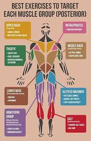 Best Exercises For Each Muscle Group Posterior Poster By Superfitstuff