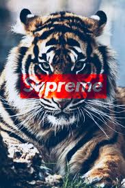 How to set a tiger wallpaper for an android device? Supreme X Tiger Fierce Tiger 1024x1536 Wallpaper Teahub Io