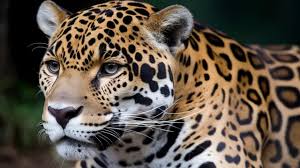 459 jaguar photos pictures and