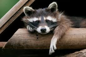 Image result for raccoon