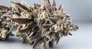 Image result for girl scout cookies strain