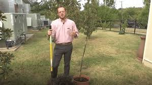 Growing Oklahoma Planting Trees And