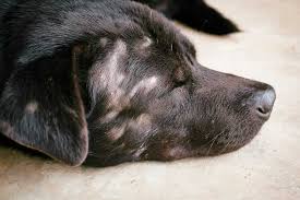yeast infections in dogs treating ears