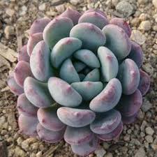 We sell succulents, cactus organic soil and plant food, along with artisian art, handmade pottery, and fine art. 900 Echeverias Ideas In 2021 Echeveria Planting Succulents Succulents