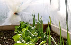 Veggie Garden Tips For A Chilly Spring