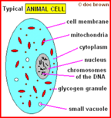 Cut the orange in half. Structure Plant Cell Animal Bacteria Cells Prokaryotes Eukaryotes Similarities Differences Function Of Nucleus Cytoplasm Cell Membrane Mitochondria Ribosomes Cell Wall Vacuole Chloroplasts Subcellular Structures Igcse O Level Gcse Biology Revision