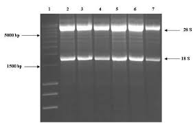 glyoxylated total rna extracted