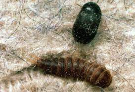 fs1181 carpet beetles rutgers njaes
