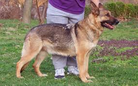 However, don't expect them to become usain bolt straight away! Coat Colors Lengths Rehoboth Long Coat German Shepherd Puppy Puppies For Sale