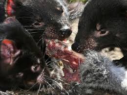 They are nocturnal, hunting for prey at night. Tasmanian Devils Prove Quick Adaptors In Bid For Survival