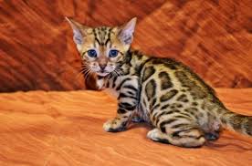 Top of page add new shelter or rescue group. Bengal Cat For Sale Virginia