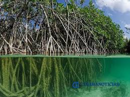 Resultado de imagen para manglares