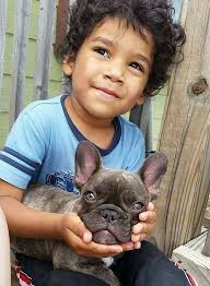 Add a frenchie to your family. Texas French Bulldog Breeders Blue Chocolate Lilac Pied Puppies
