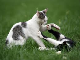 Eine katze gehört kastriert, egal ob kater oder weibchen. Wenn Katzen Streiten Tipps Zum Schlichten