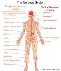 This diagram shows the components of the central nervous system. The Nervous System Human Nervous System Nervous System Lesson Plans Central Nervous System