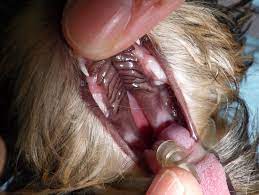 口唇裂・口蓋裂 | 整形外科・心臓内科の症例集 | 犬・猫の整形外科の治療はみどり動物病院