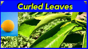 leaf curl on citrus trees why you