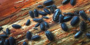 occasional pests how to get rid of