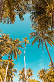 Clear sky, palm trees, tropical, Nature ...